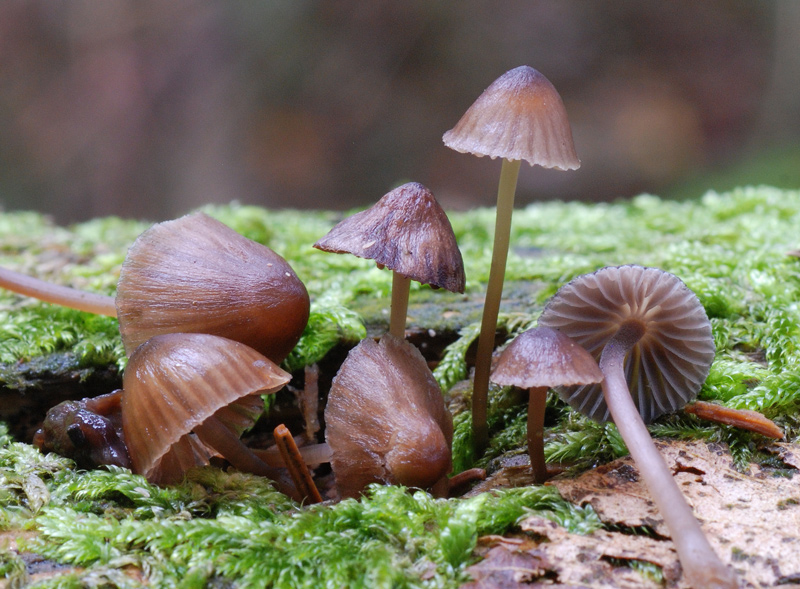 Mycena_stipata_ny12.jpg