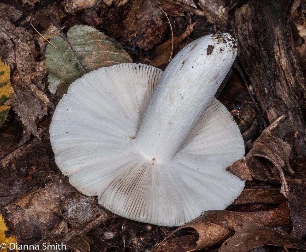 russula-simulans9573_med_hr.jpeg