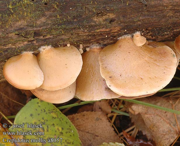 crepidotus_mollis_a8057.jpg