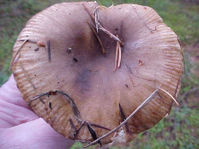 Russula_sororia_30322.jpg