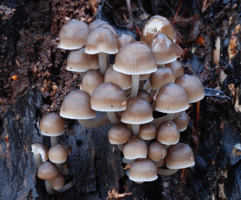 Mycena_tintinnabulum_ny1.jpg