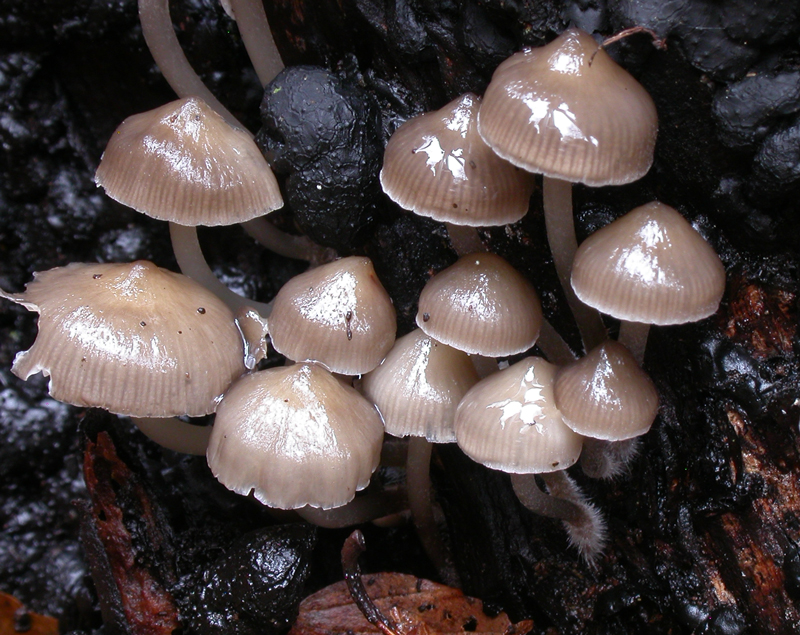 Mycena_tintinnabulum8.jpg
