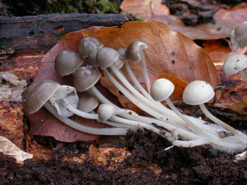 Mycena_tintinnabulum7.jpg