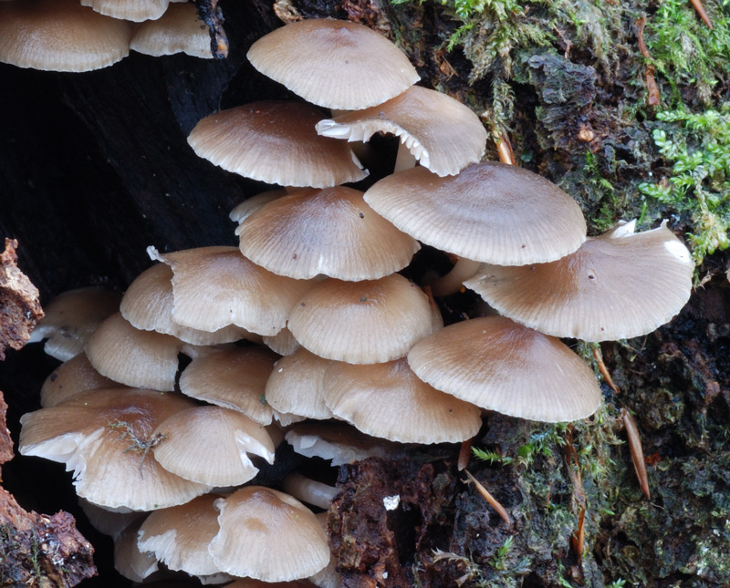 Mycena_tintinnabulum15.jpg