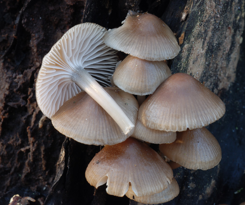Mycena_tintinnabulum9.jpg