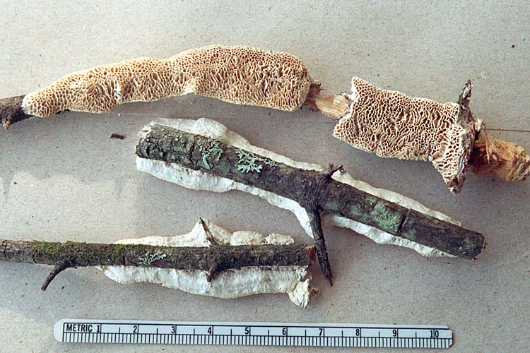 Antrodia_heteromorpha1.JPG