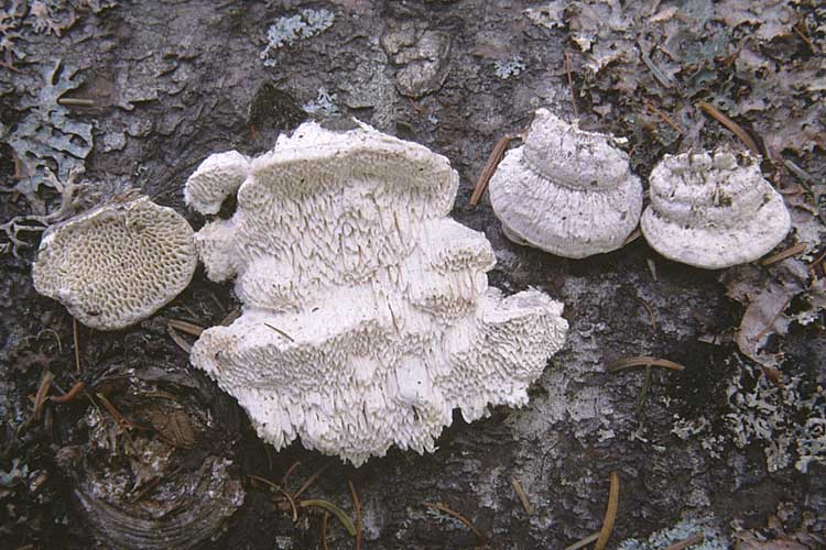 Antrodia_heteromorpha2.JPG