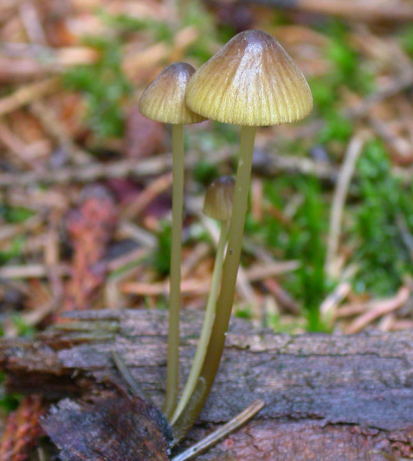 viridimarginata7.jpg