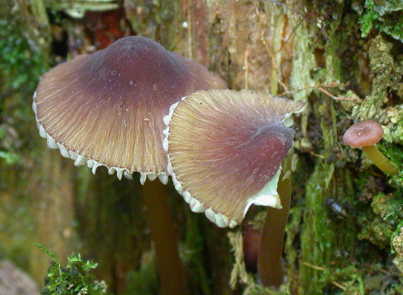 viridimarginata1.jpg