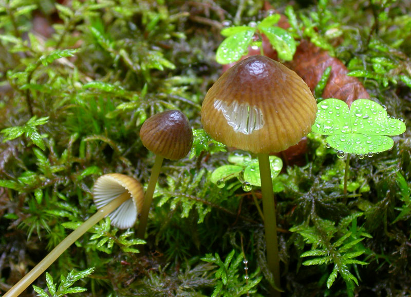 viridimarginata2.jpg