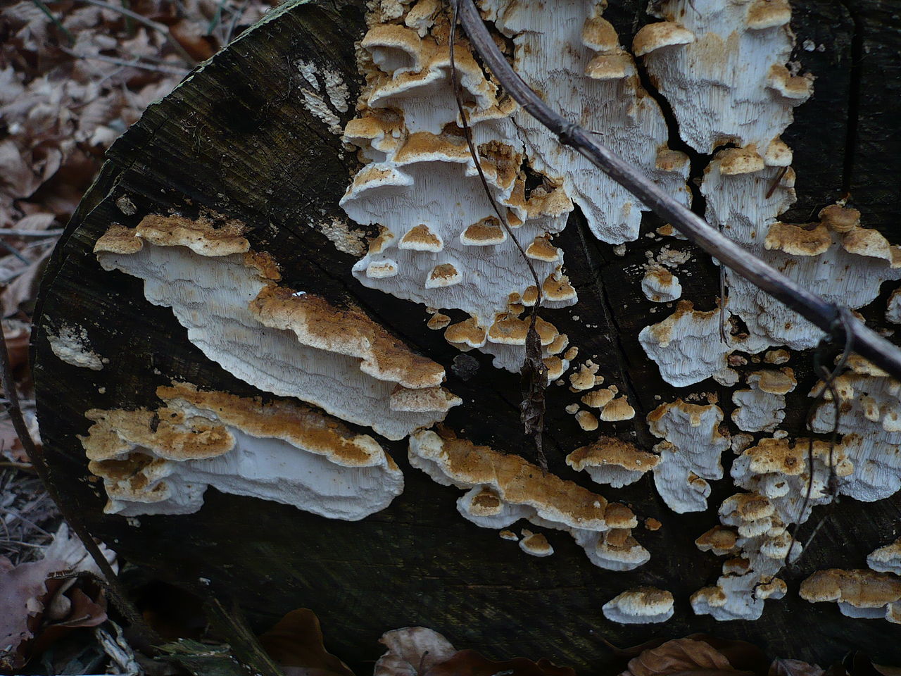 1280px-Antrodia_serialis_37619.jpg