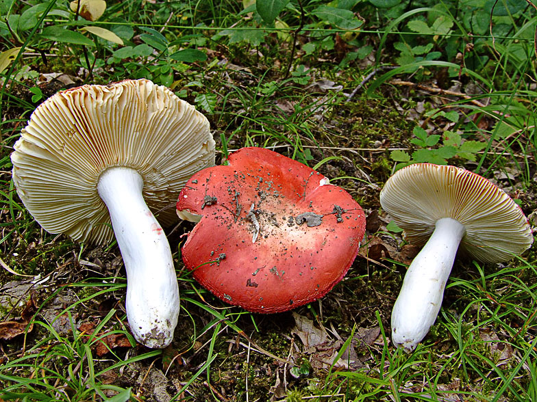 Russula_pseudointegra.jpg