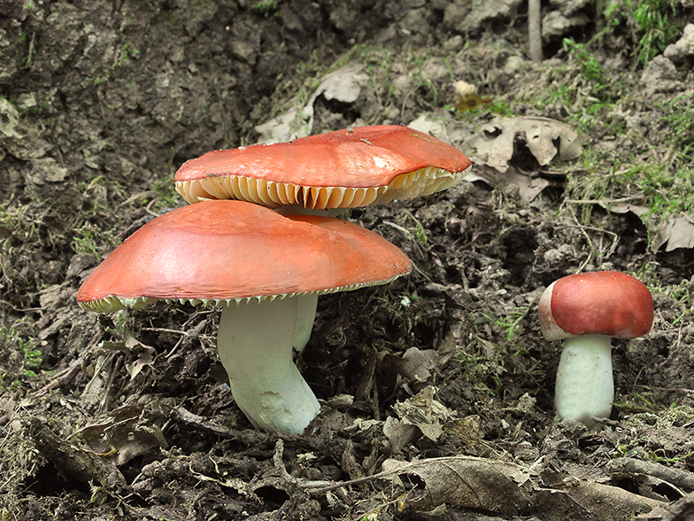 Russula_pseudointegra_2.jpg