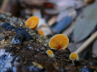 hujichahiratake0910jing02.jpg