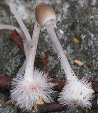 mycena4.jpg