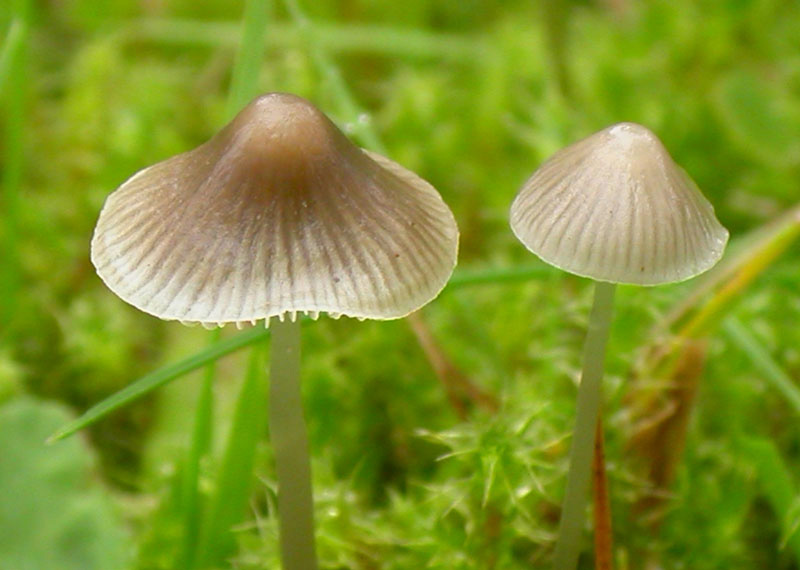 vitilis.jpg
