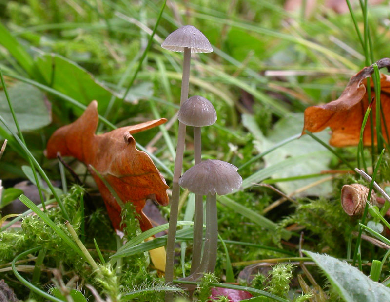 Mycena_vitilis2.jpg