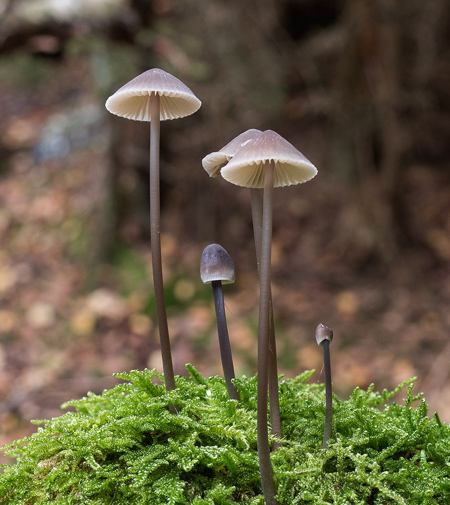 Mycena_vitilis2_1000.jpg