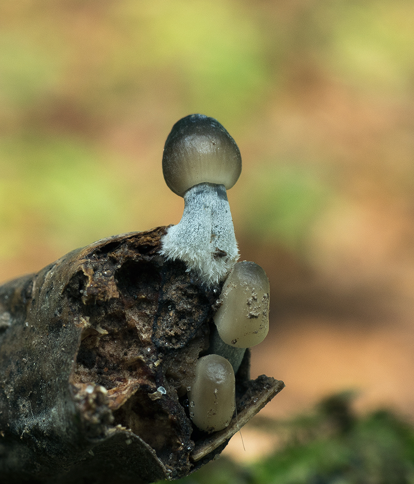 Mycena_vitilis4_960.jpg