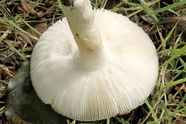 Russula.subterfurcata2.jpg