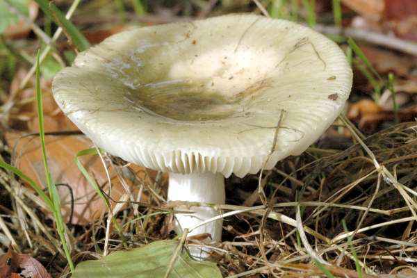 Russula.subterfurcata.jpg