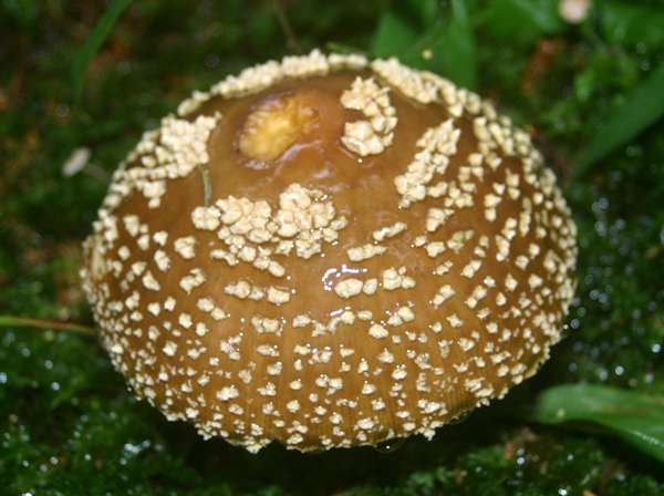 amanita-regalis8.jpg