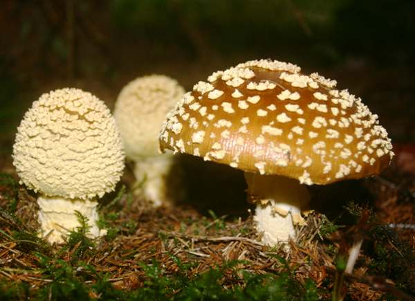 amanita-regalis1.jpg
