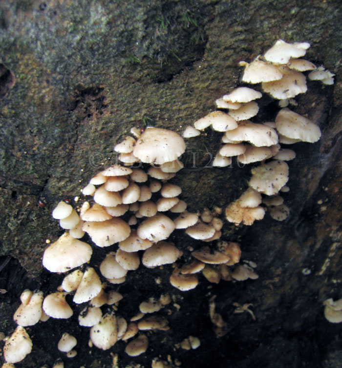 Crepidotus uber.jpg