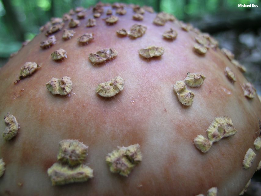 amanita_rubescens_03.jpg