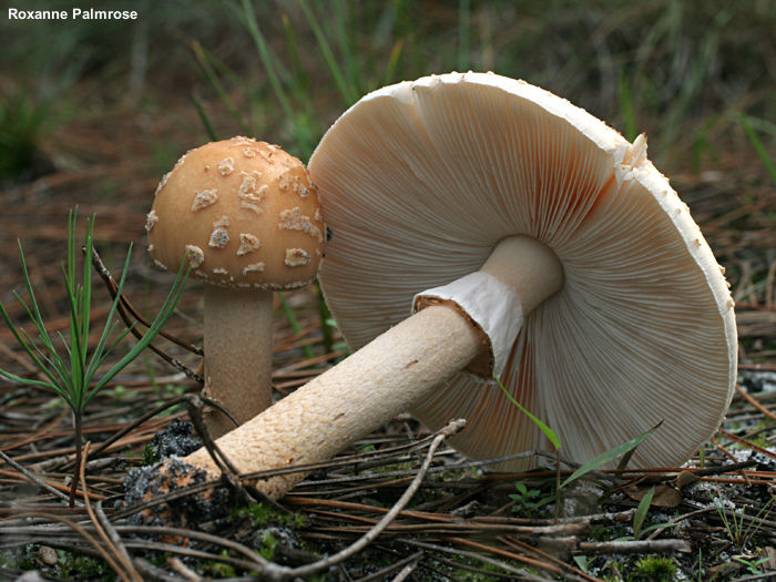 palmrose_amanita_rubescens_01.jpg