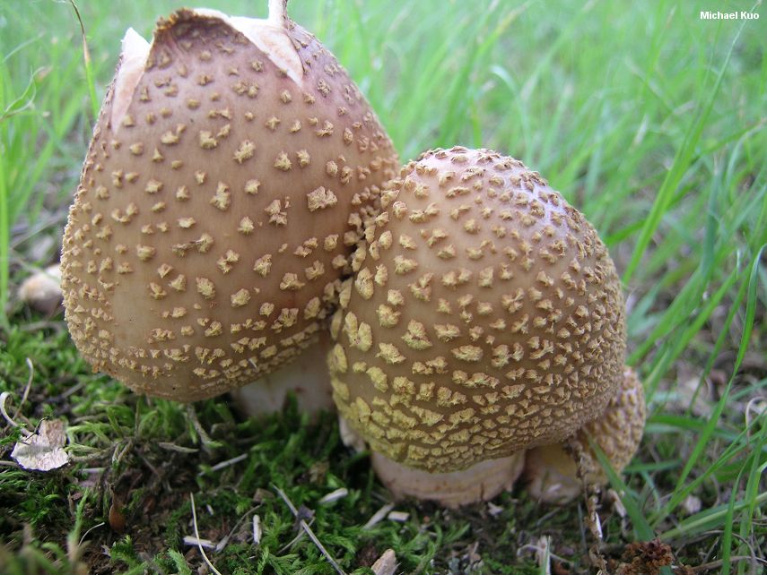 amanita_rubescens_02.jpg