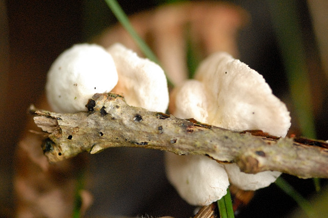 Crepidotus_spec._-_Lindsey_4a.jpg