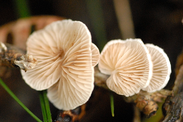 Crepidotus_spec._-_Lindsey_4b.jpg