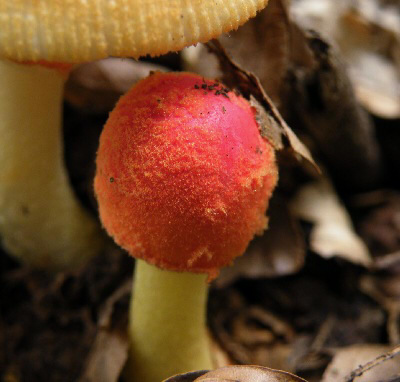 a_rubrovolvata_003.jpg