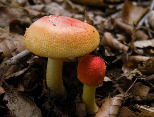 a_rubrovolvata_001.jpg