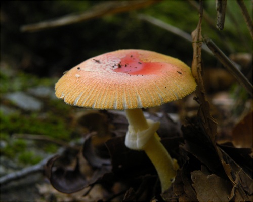 a_rubrovolvata_004.jpg
