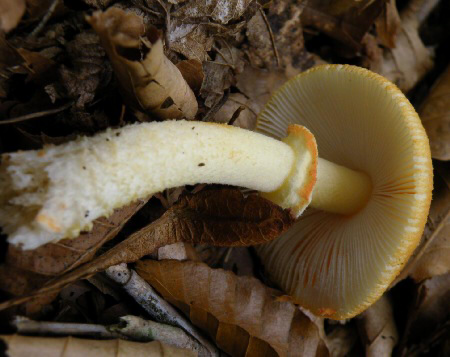 a_rubrovolvata_002.jpg