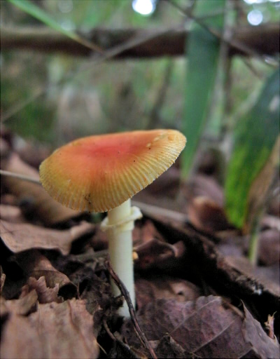 a_rubrovolvata_005.jpg