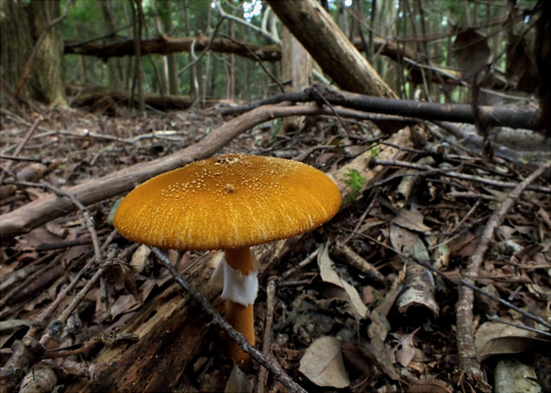 a_rufoferruginea_012.jpg