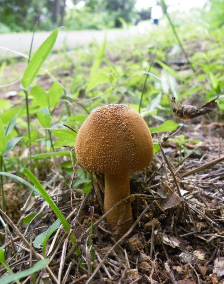 a_rufoferruginea_007.jpg