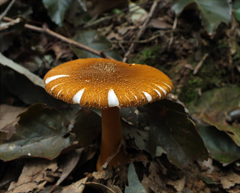 a_rufoferruginea_016.jpg