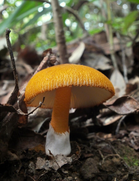 a_rufoferruginea_010.jpg