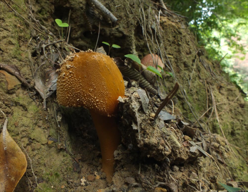 a_rufoferruginea_014.jpg