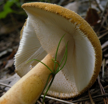 a_rufoferruginea_009.jpg