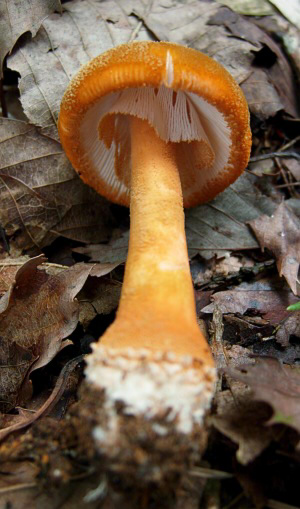 a_rufoferruginea_006.jpg