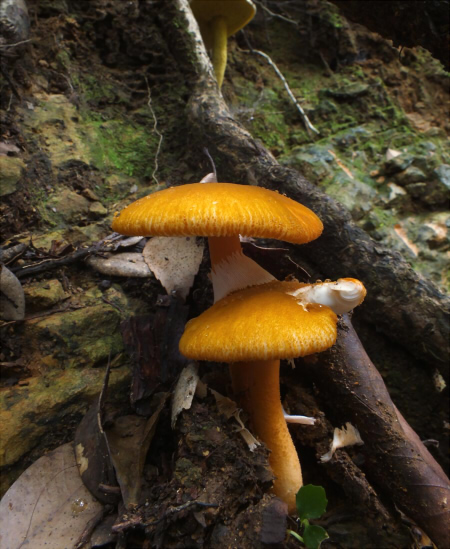 a_rufoferruginea_011.jpg