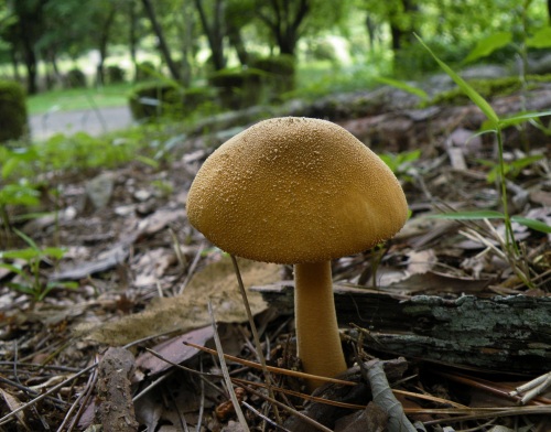 a_rufoferruginea_008.jpg