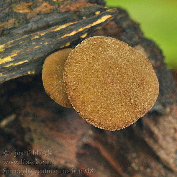 simocybe_centunculus_bh6948.jpg