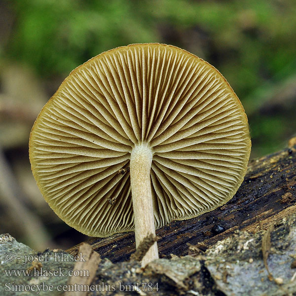 simocybe_centunculus_bm1784.jpg