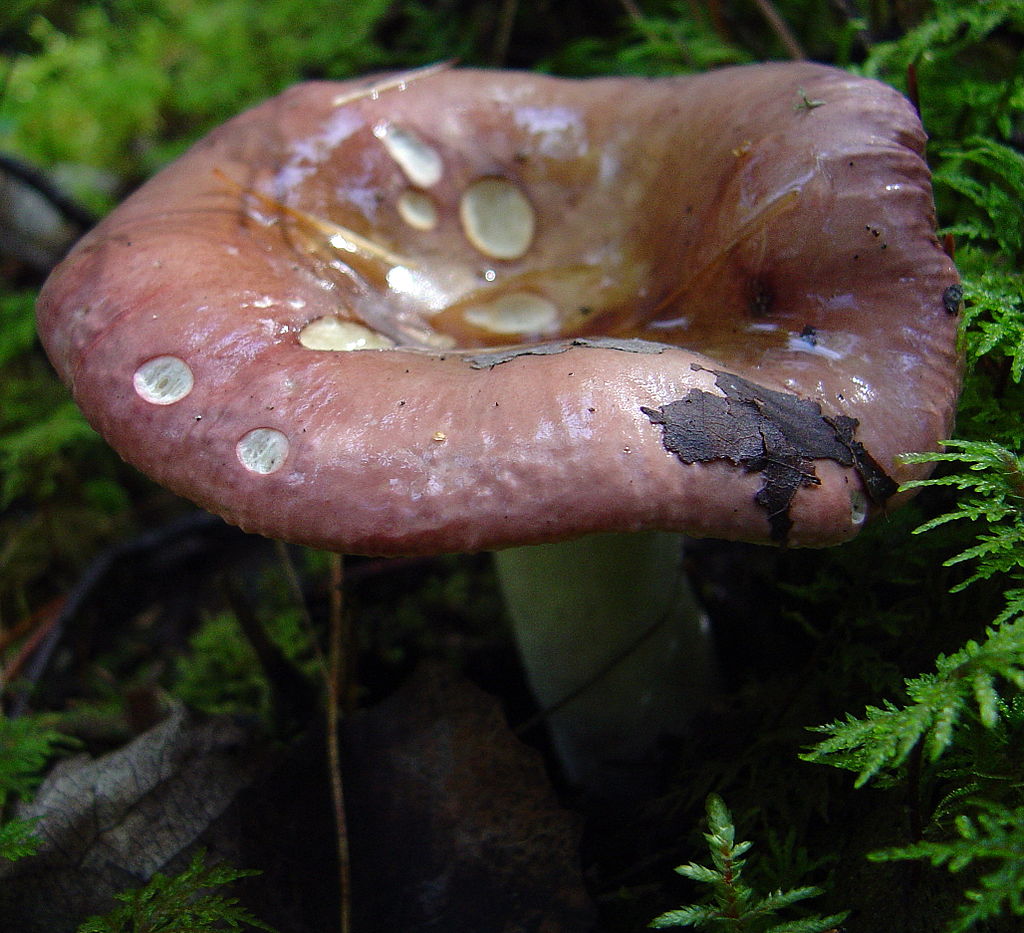 2007-08-25_Russula_vinosa_Lindblad_83676.jpg